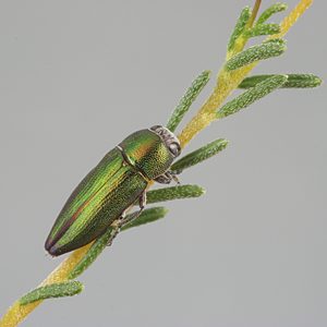 Melobasis propinqua verna, PL0167, male, on Dillwynia hispida, EP, 8.0 × 2.7 mm